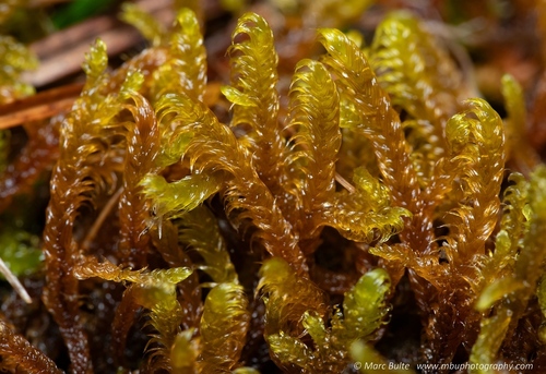 Palustriella falcata