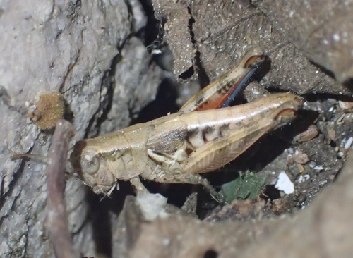 Oedaleonotus tenuipennis (Scudder, 1897)