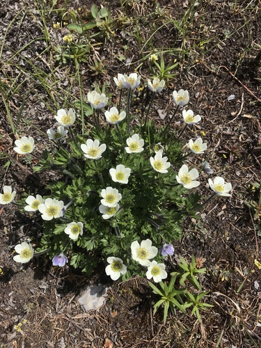 Little Belt Mountain thimbleweed (Anemone lithophila)