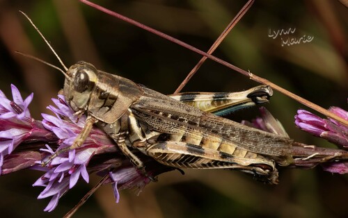 Melanoplus bispinosus Scudder, 1897