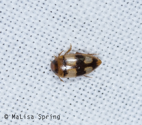 Lioporeus