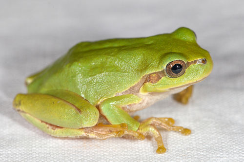 Eastern Tree Frog