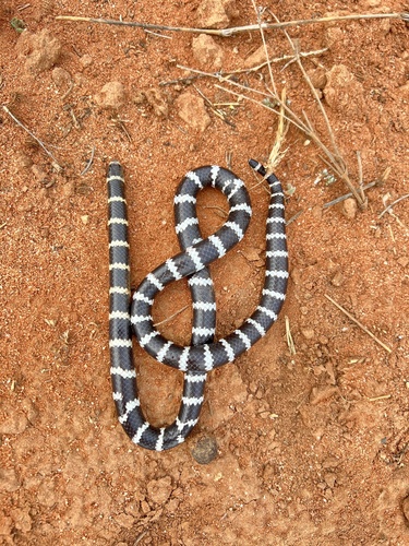 Eastern Bandy Bandy sighting