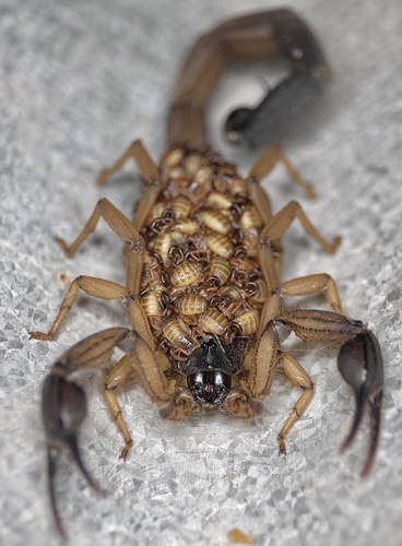 Edward's Bark Scorpion