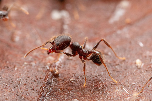 Pheidole indagatrixPheidole indagatrix
