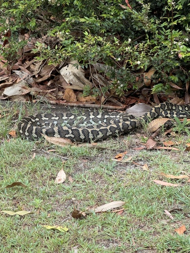 Coastal Carpet Python sighting