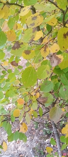 European aspen