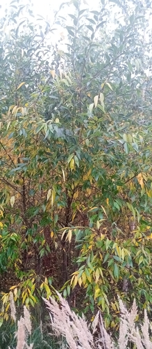 Laurel willow