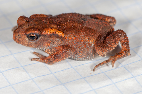 Caucasian Toad