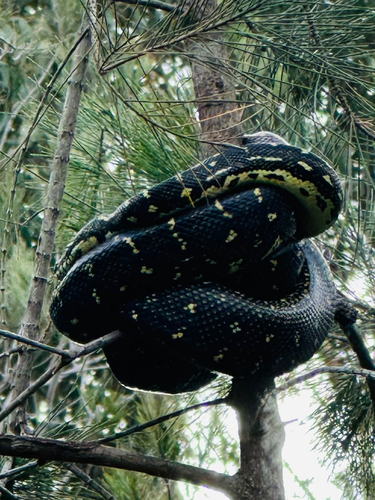 Diamond Python sighting