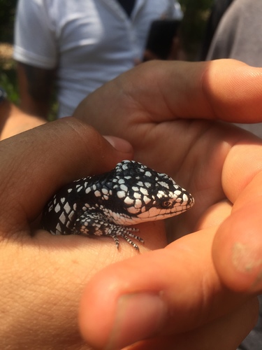 Guerreran Arboreal Alligator Lizard