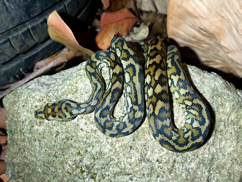 Coastal Carpet Python sighting