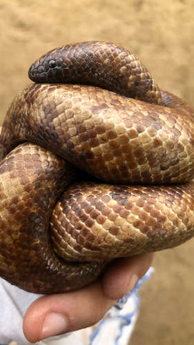 African Burrowing Python