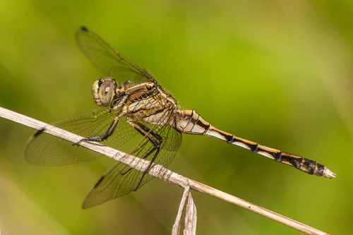 White-tailed Skimmer