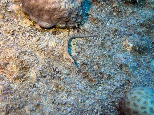 Schultz's Pipefish — seen at this dive site
