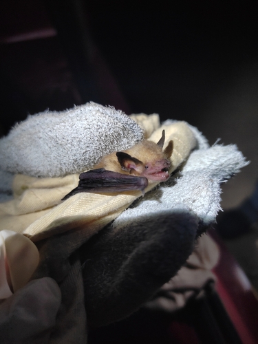 Husson's Yellow Bat (Rhogeessa hussoni) — Data Deficient Mammalia