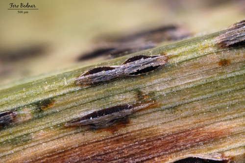 Crown Rust
