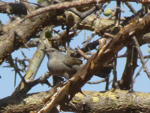 Gray Wren-Warbler