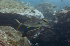 Greater amberjack