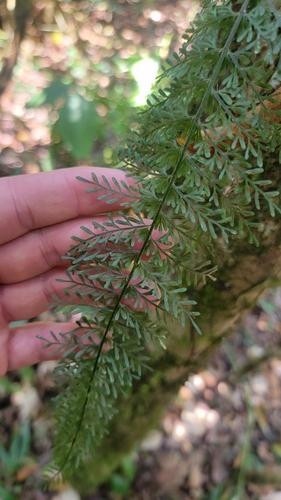 Asplenium herpetopteris