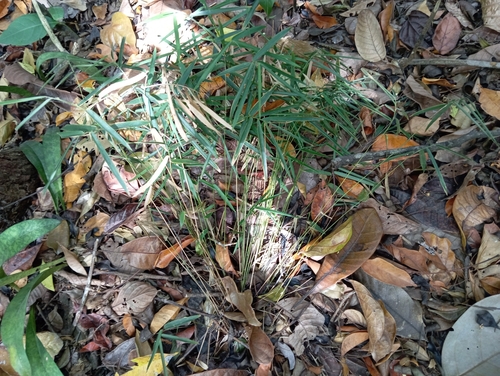 Piresia leptophylla