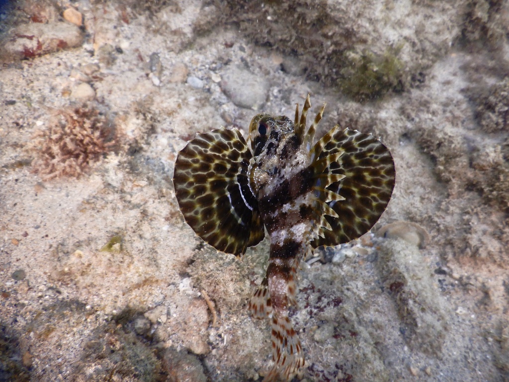Hawaiian Lionfish