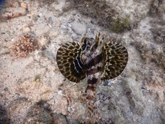 Hawaiian Lionfish