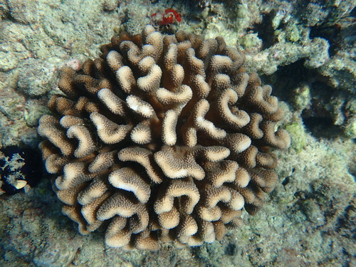 Pocillopora meandrina Dana, 1846