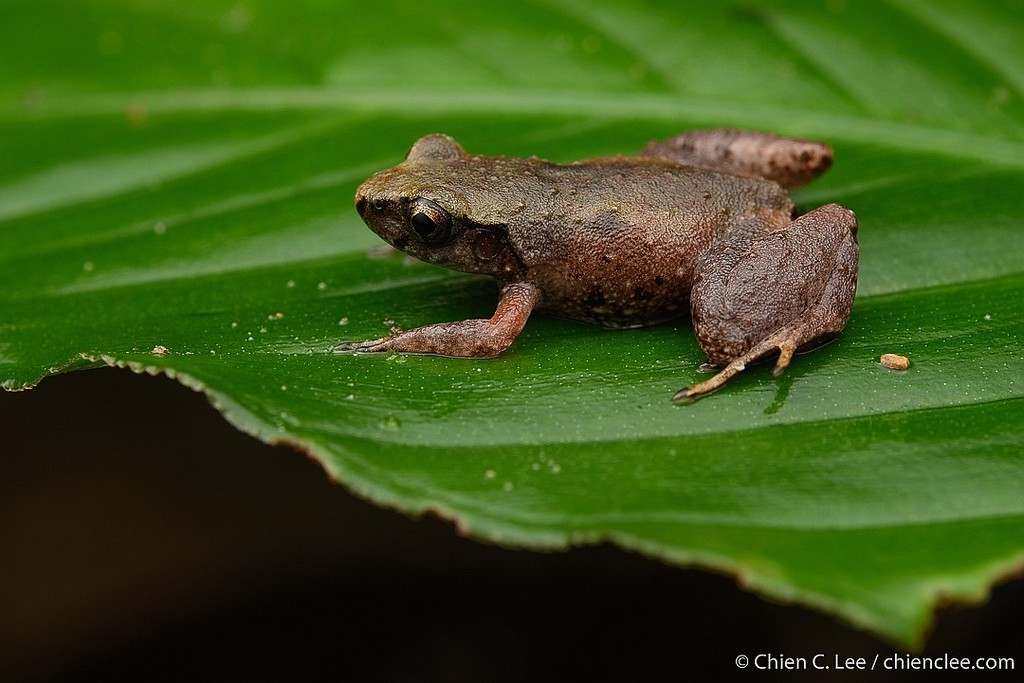 Kinabalu Dwarf Litter Frog