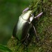 Chrysina argenteola - Photo (c) Chien Lee, all rights reserved