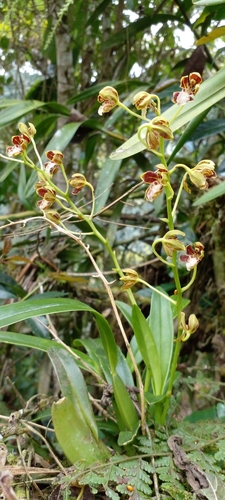 Solenidium portillae