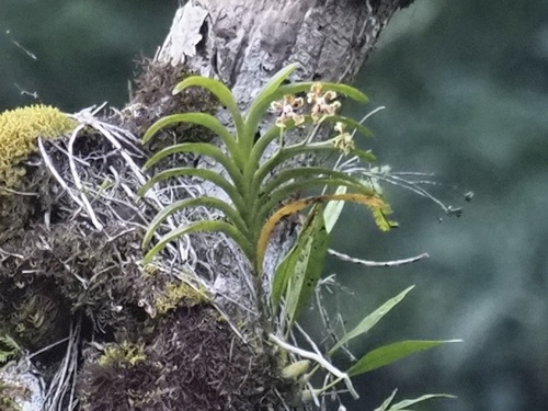 Cootesii Orchid