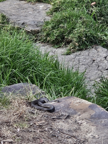Tiger Snake sighting