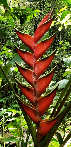 Lobster Claw Heliconia