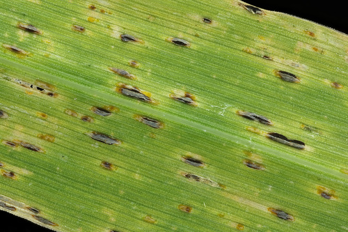 Crown Rust