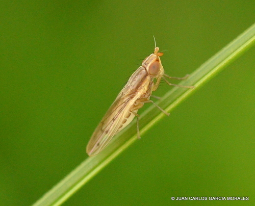 Girinukės nuotrauka