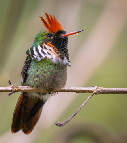 Frilled Coquette