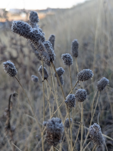 purple prairie clover