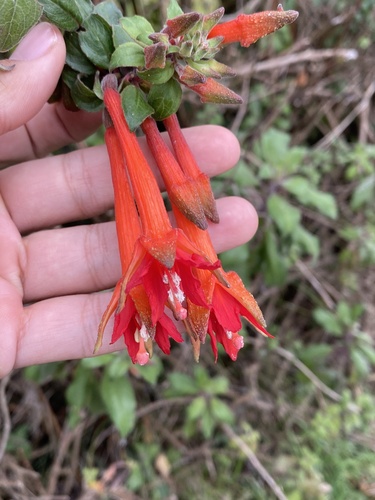 Fuchsia canescens
