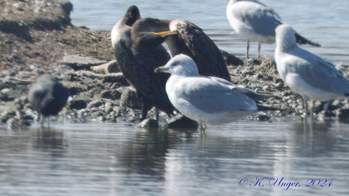 iNaturalist observation photo of Ring-billed Gull
