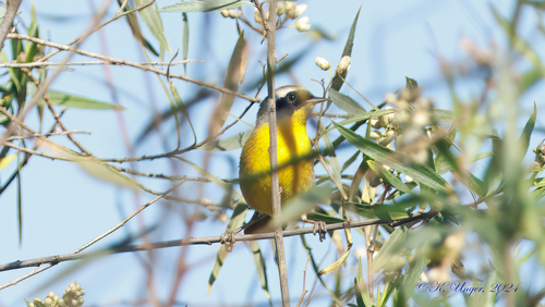 iNaturalist observation photo of Common Yellowthroat