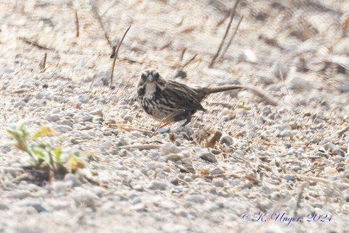 iNaturalist observation photo of Song Sparrow