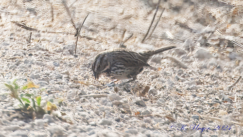 iNaturalist observation photo of Song Sparrow