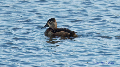 iNaturalist observation photo of Ring-necked Duck
