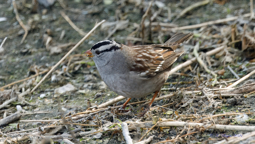 iNaturalist observation photo of White-crowned Sparrow