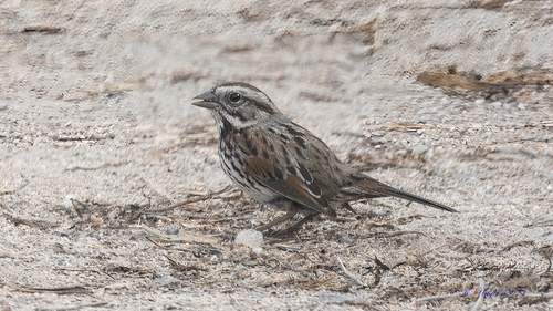 iNaturalist observation photo of Song Sparrow