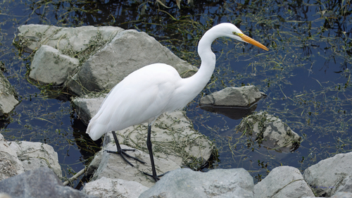 iNaturalist observation photo of Great Egret