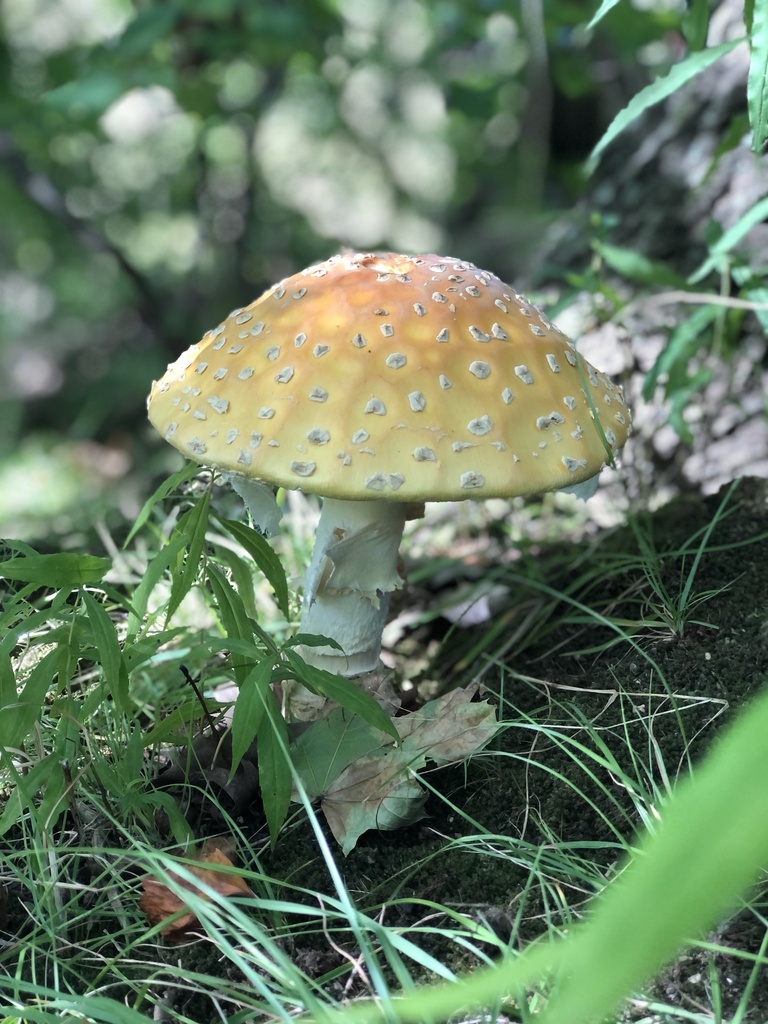 Amanita muscaria<br>19 October, 2024
