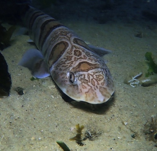 Tiger catshark
