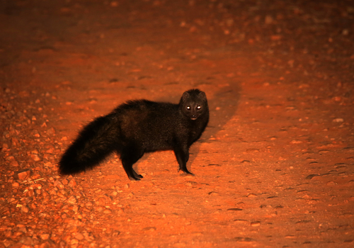 Bushy-tailed Mongoose (Bdeogale crassicauda) — Least Concern Mammalia